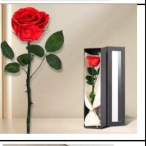 single natural preserved rose with box