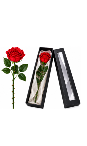 Single natural preserved rose with box